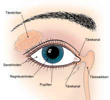 Illustration af øjet forfra og øjenomgivelser