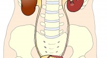 Illustrationen viser nyre, nyrebækken, urinledere og blæren.