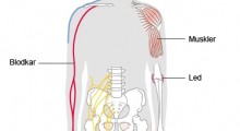 Illustration af kroppen, hvor bløddelene er fremhævede